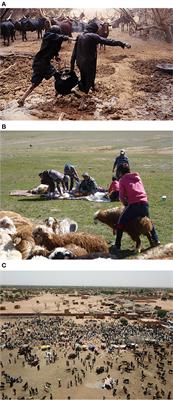 Managing Rangelands Without Herding? Insights From Africa and Beyond